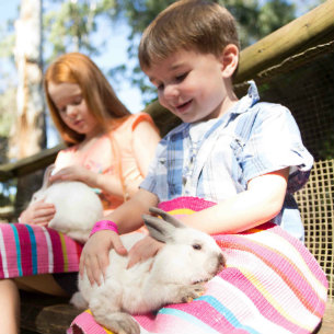 Rabbit petting at The Macadamia Castle and Animal Park